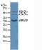 CD55 Molecule (Cromer Blood Group) antibody, MBS2004075, MyBioSource, Western Blot image 