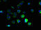 G Protein-Coupled Receptor 3 antibody, LS-C375833, Lifespan Biosciences, Immunofluorescence image 