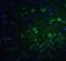 Phosphofurin Acidic Cluster Sorting Protein 1 antibody, NBP2-81695, Novus Biologicals, Immunofluorescence image 