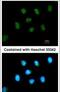 GLIS Family Zinc Finger 1 antibody, PA5-31017, Invitrogen Antibodies, Immunofluorescence image 