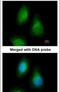 Selenide, water dikinase 2 antibody, PA5-21878, Invitrogen Antibodies, Immunofluorescence image 