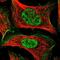 Taste 2 Receptor Member 42 antibody, NBP1-83154, Novus Biologicals, Immunofluorescence image 