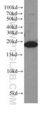 Transmembrane Protein 70 antibody, 60195-1-Ig, Proteintech Group, Western Blot image 