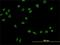 Upstream Transcription Factor 2, C-Fos Interacting antibody, H00007392-M01, Novus Biologicals, Immunofluorescence image 