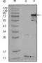 Peroxisome Proliferator Activated Receptor Gamma antibody, MA5-15417, Invitrogen Antibodies, Western Blot image 