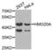 High Mobility Group 20A antibody, LS-C346329, Lifespan Biosciences, Western Blot image 