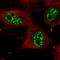 Heterochromatin Protein 1 Binding Protein 3 antibody, HPA054295, Atlas Antibodies, Immunofluorescence image 