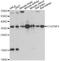 C1q And TNF Related 5 antibody, A3021, ABclonal Technology, Western Blot image 