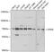 Cleavage And Polyadenylation Specific Factor 6 antibody, 19-962, ProSci, Western Blot image 