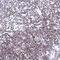 CD5 Molecule antibody, NBP2-38900, Novus Biologicals, Immunohistochemistry paraffin image 