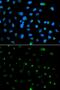 Proactivator polypeptide antibody, GTX54581, GeneTex, Immunofluorescence image 