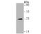 NADH dehydrogenase [ubiquinone] iron-sulfur protein 3, mitochondrial antibody, A05867-1, Boster Biological Technology, Western Blot image 