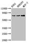 RALBP1 antibody, CSB-PA618981LA01HU, Cusabio, Western Blot image 