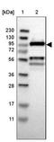 Cell Division Cycle 5 Like antibody, NBP1-85720, Novus Biologicals, Western Blot image 