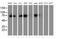 Protein Disulfide Isomerase Family A Member 4 antibody, MA5-25769, Invitrogen Antibodies, Western Blot image 