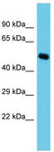 C-type lectin domain family 14 member A antibody, TA331583, Origene, Western Blot image 