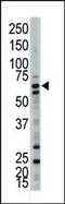 Ubiquilin 3 antibody, PA5-12083, Invitrogen Antibodies, Western Blot image 