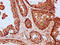 Ripply Transcriptional Repressor 2 antibody, LS-C681214, Lifespan Biosciences, Immunohistochemistry paraffin image 