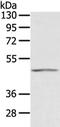 Glycerol-3-phosphate acyltransferase 3 antibody, TA351369, Origene, Western Blot image 