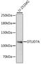 OTU domain-containing protein 7A antibody, LS-C750539, Lifespan Biosciences, Western Blot image 
