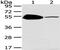 TSPY Like 1 antibody, TA351866, Origene, Western Blot image 