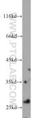 Isopentenyl-Diphosphate Delta Isomerase 1 antibody, 11166-2-AP, Proteintech Group, Western Blot image 