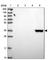 Aldo-Keto Reductase Family 1 Member C4 antibody, HPA044720, Atlas Antibodies, Western Blot image 