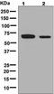 Guanylate Binding Protein 1 antibody, ab131255, Abcam, Western Blot image 