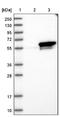 Septin 6 antibody, NBP1-89626, Novus Biologicals, Western Blot image 
