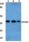 Mitochondrial transcription termination factor 1 antibody, A08459-1, Boster Biological Technology, Western Blot image 