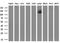 Lysine Demethylase 4C antibody, GTX84280, GeneTex, Western Blot image 