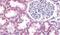 Succinate Receptor 1 antibody, PA5-33790, Invitrogen Antibodies, Immunohistochemistry frozen image 