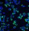 Claudin 1 antibody, A01585-1, Boster Biological Technology, Immunofluorescence image 