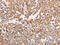 G Protein Subunit Alpha 11 antibody, CSB-PA201320, Cusabio, Immunohistochemistry paraffin image 