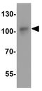 IQ Motif And Sec7 Domain 1 antibody, GTX32142, GeneTex, Western Blot image 