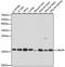 Ubiquitin Like 4A antibody, A4211, ABclonal Technology, Western Blot image 