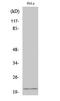 EP300 Interacting Inhibitor Of Differentiation 1 antibody, A07649-1, Boster Biological Technology, Western Blot image 