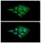 Adenylate Kinase 1 antibody, GTX57693, GeneTex, Immunocytochemistry image 