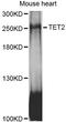 Tet Methylcytosine Dioxygenase 2 antibody, A12779, ABclonal Technology, Western Blot image 