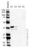 L-lactate dehydrogenase B chain antibody, ab75167, Abcam, Western Blot image 
