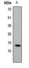 Cold Inducible RNA Binding Protein antibody, LS-C668138, Lifespan Biosciences, Western Blot image 