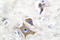 Enolase 2 antibody, LS-C176147, Lifespan Biosciences, Immunohistochemistry frozen image 