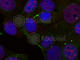 REL Proto-Oncogene, NF-KB Subunit antibody, AP0448, ABclonal Technology, Immunofluorescence image 