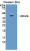 Aminoacyl TRNA Synthetase Complex Interacting Multifunctional Protein 1 antibody, LS-C373775, Lifespan Biosciences, Western Blot image 