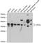 Ubiquitin Recognition Factor In ER Associated Degradation 1 antibody, GTX33570, GeneTex, Western Blot image 