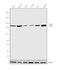 FMR1 Autosomal Homolog 2 antibody, MA1-5773, Invitrogen Antibodies, Western Blot image 