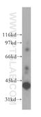 Alcohol Dehydrogenase 6 (Class V) antibody, 13288-2-AP, Proteintech Group, Western Blot image 