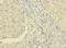 RAB8B, Member RAS Oncogene Family antibody, LS-C399636, Lifespan Biosciences, Immunohistochemistry paraffin image 