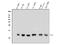 Beta-2-Microglobulin antibody, A00456-2, Boster Biological Technology, Western Blot image 