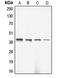 Actin Gamma 2, Smooth Muscle antibody, MBS820899, MyBioSource, Western Blot image 